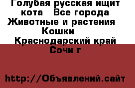 Голубая русская ищит кота - Все города Животные и растения » Кошки   . Краснодарский край,Сочи г.